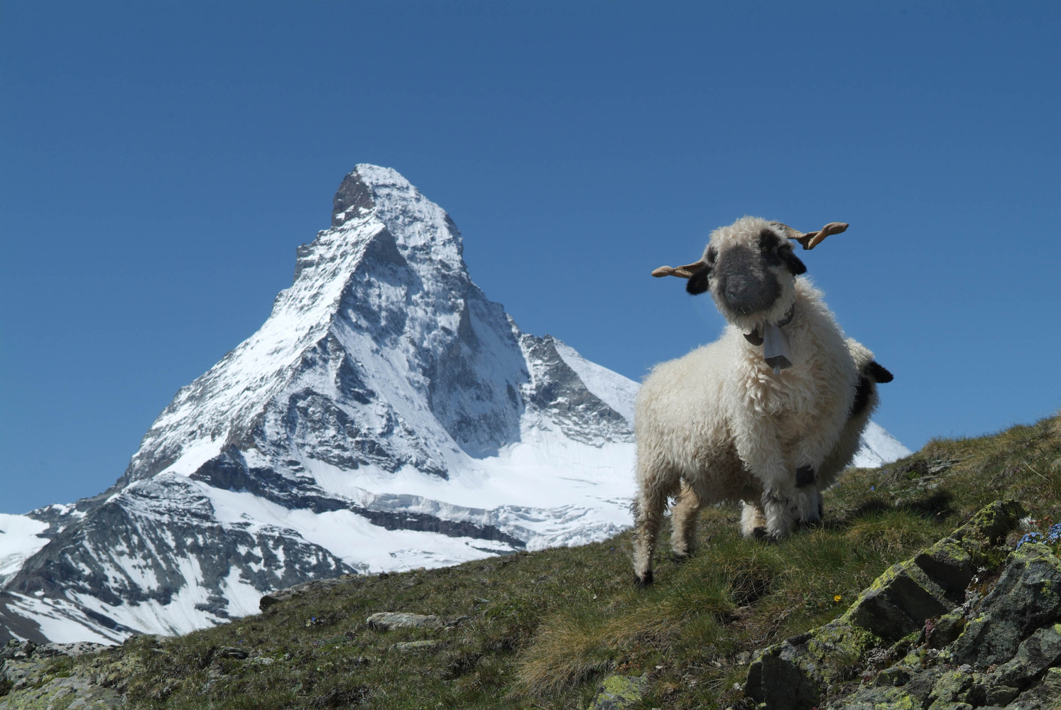 Matterhorn Schafe